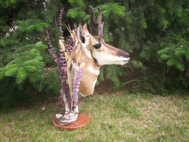 Antelope desk mount.