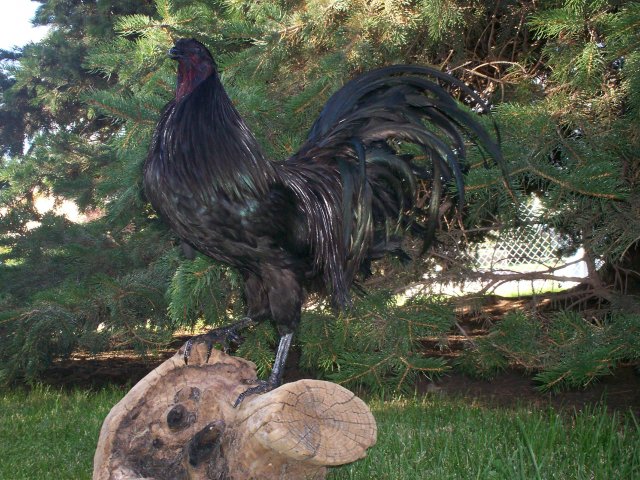 Black Sumatra Rooster