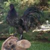 Black Sumatra Rooster