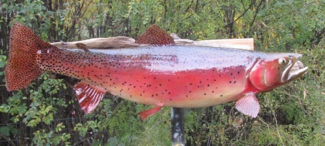 cutthroat trout